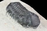 Lot: Small Assorted Devonian Trilobites - Pieces #76986-1